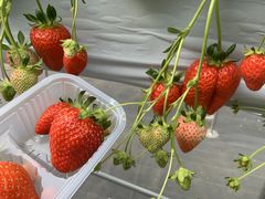 񂳂̃Rt@[g`mxtւ̓eʐ^1