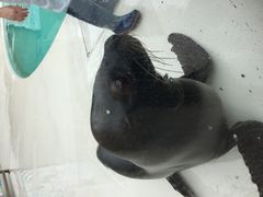 3�˂�����̋{�������فu�݂₶�}�����v�ւ̓��e�ʐ^1