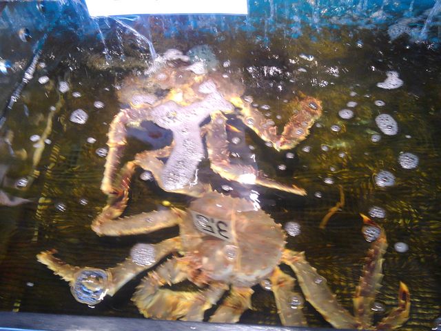 �J�j�������񂢂܂����I_���������s���O�s��