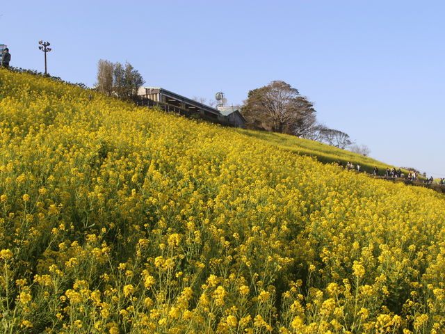 �؂̉Ԃ����J�ł���_�}�U�[�q��