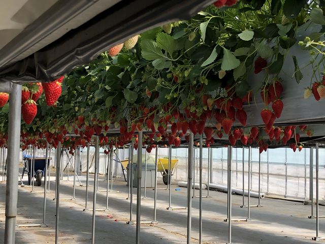 �H�ׂ���Ȃ������_�������̉���