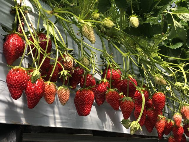 �F���Y���䕂ł�_�������̉���