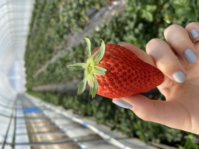 �X�J�C�x���[_�₢�����R��������