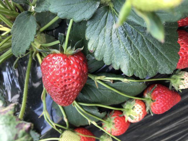 �^���Ԃő傫�ȃC�`�S�ł��B_MASHIKO�@STRAWBERRY�@FARM