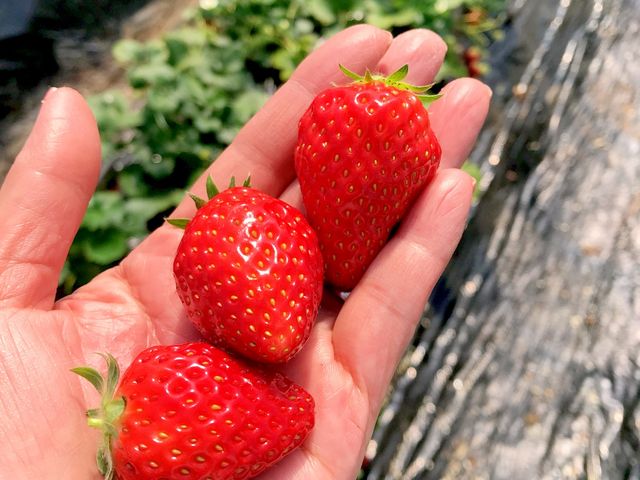 �嗱�ŊÂ������ł�_�₢�����R��������