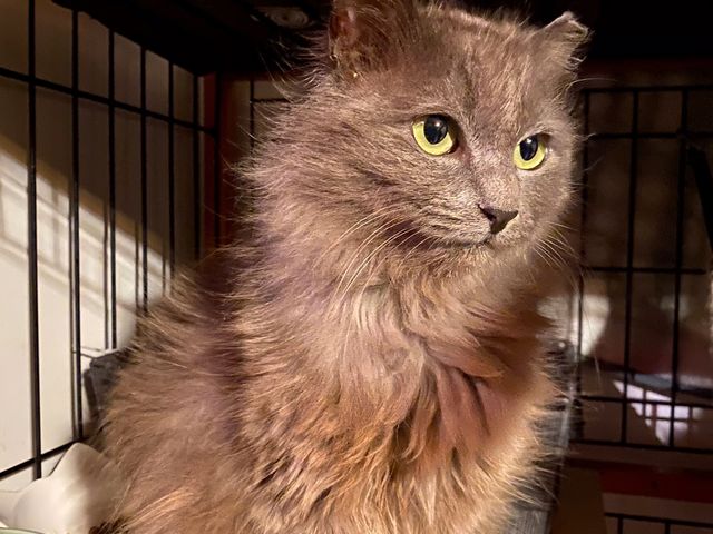 �т��炿���_�ی�L�J�t�F�@�ΔL