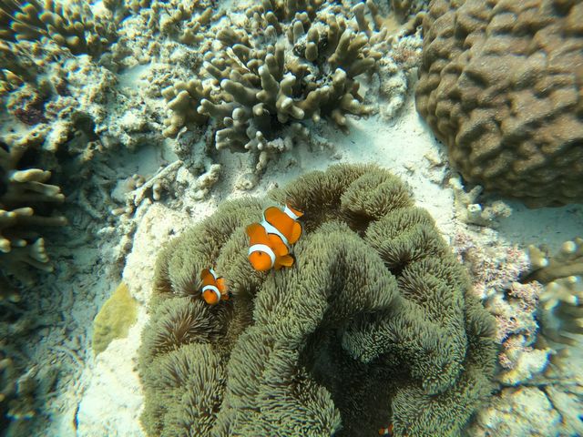 �J�N���N�}�m�~�����܂����I_�I�[�V�����X�^�C��