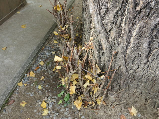 Ԃ񂳂̂ttC`E̓eʐ^2