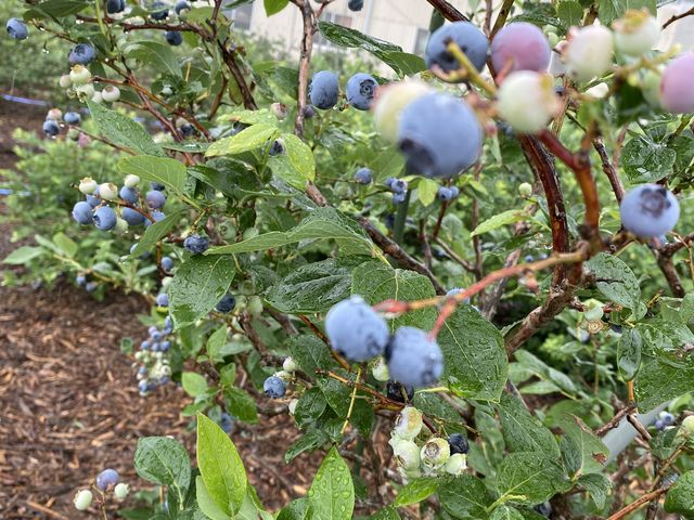 6�����{�ł��������������ĊÂ��u���[�x���[��������������Ă��܂����I_�^�s���u���[�x���[��