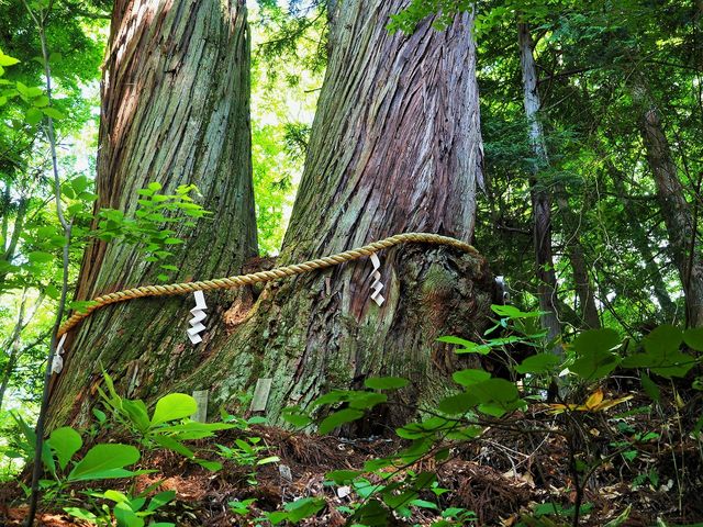 ΔVqЂ̕vw_ˉB_Ё@ΔVq