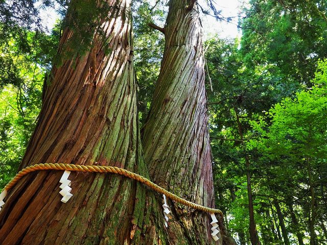 ΔVqЂ̕vw_ˉB_Ё@ΔVq