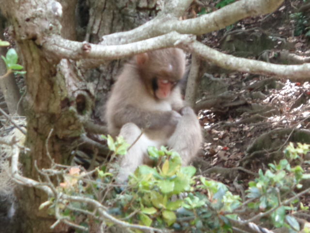 ��ɖёU��_�W�H�������L�[�Z���^�[�W�H�������L�[�Z���^�[