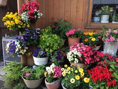 ˂񂳂̔ق܂邫KChւ̓eʐ^1