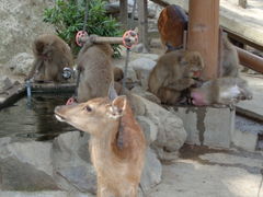 淡路島の動物園 植物園ランキングtop9 じゃらんnet