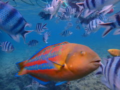 meimeiNature Guide Double Rainbow lC`[KCh@_uC{[ւ̓eʐ^1