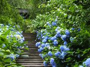 �j�R����񂳂�̎R��(�����@)�̓��e�ʐ^1