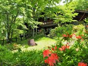 񂳂̌ˉB̃QccW̓eʐ^5