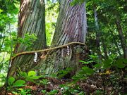 񂳂̌ˉB_Ё@ΔVqЂ̓eʐ^4