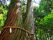 񂳂̌ˉB_Ё@ΔVqЂ̓eʐ^5