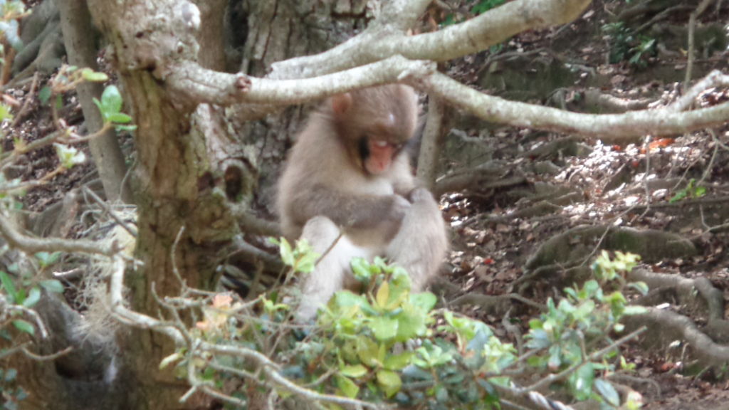 淡路島の動物園 植物園ランキングtop3 じゃらんnet