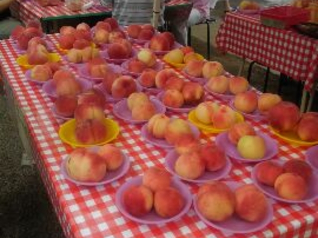 Hו̓RC˂ȂHׂ܂B__O[vnEX