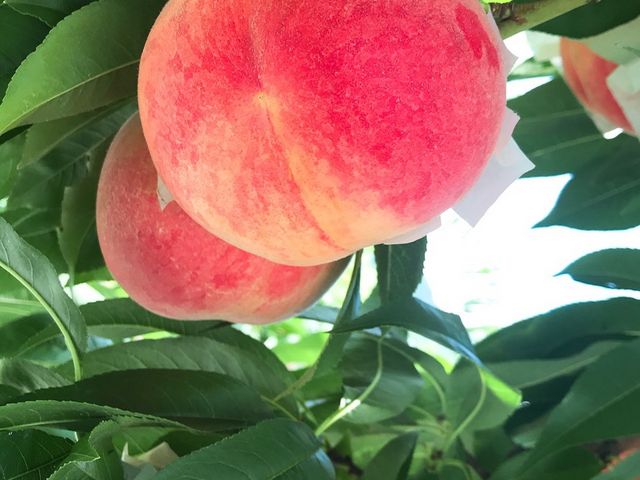 �����������ʐ^����`����Ă���_�������̉���