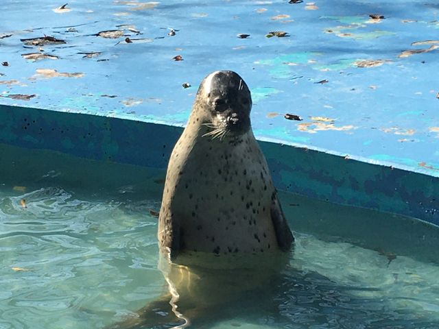 �����Ă܂�(��)_���тЂ듮����