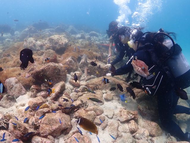 �������̂��鋛����������I
���ɂ��ꂽ���i�΁j_�����_�C�r���O�T�[�r�X�@Smiley Dive