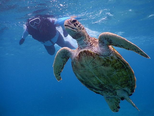 �A�I�E�~�K���ƃ����f�u�[_SEA ENJOY