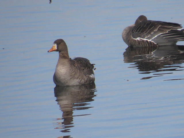 ЂƂ񂳂̈ɓEGbgh𗬊ق̓eʐ^1