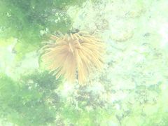 ߂߂Nature Guide Double Rainbow lC`[KCh@_uC{[ւ̓eʐ^1