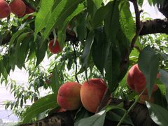 ܂Ƃ̂낱є_ʂւ̓eʐ^1