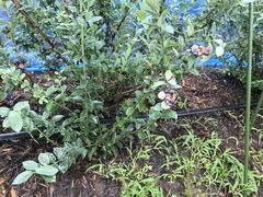 񂾂_Ɖ|Z^[@݂ǂ̓m̎ʐ^1