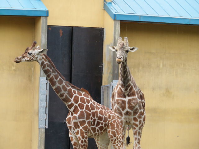 �L�����͒��ǂ�_���тЂ듮����