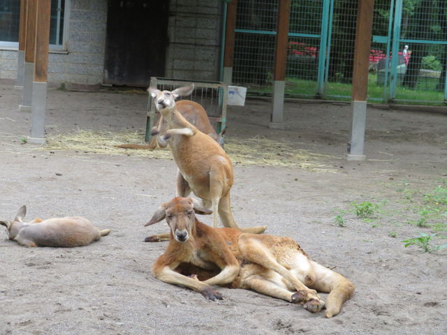 �J���K���[�͂������A�N�V����_���тЂ듮����