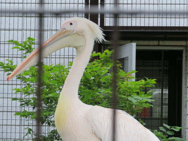 �y���J���͙z�X����_���тЂ듮����