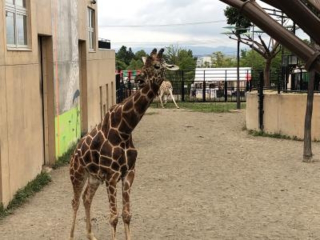 �L����_���R������