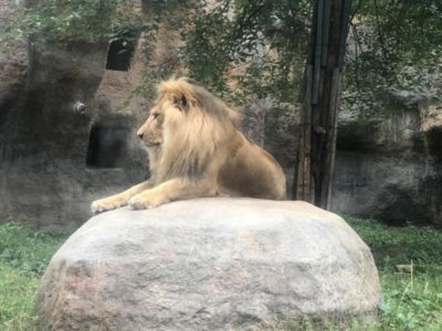 ���C�I��_���R������