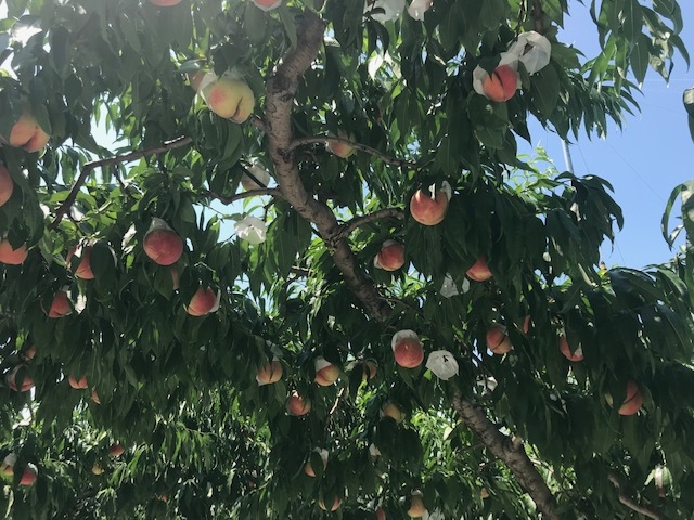 ���ł��B_��ԉ�