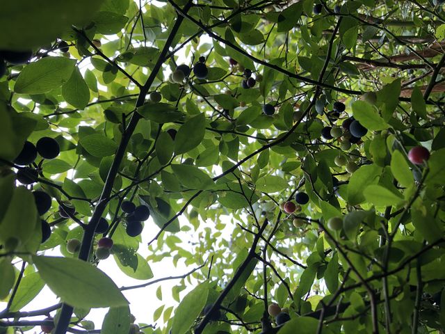 ���������u���[�x���[_�L�Δ_��