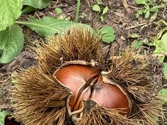 �����炬����̏��є_���ւ̓��e�ʐ^1