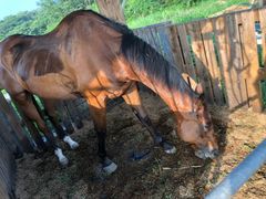 낿񂳂Riding Club Jobardߐ{ւ̓eʐ^1