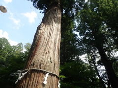マイＢＯＯさんの河口浅間神社の七本杉への投稿写真1