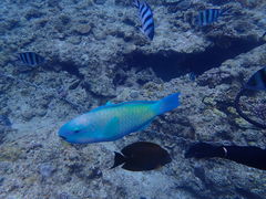 ݂䂳̃Vm[P{@ILiւ̓eʐ^1