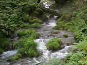 ju����̖ؒJ��k���̓��e�ʐ^1