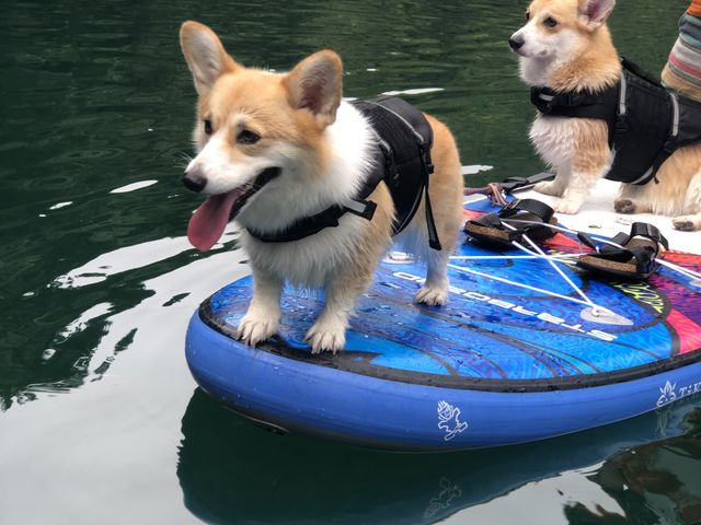 ���т̉䂪�Ƃ̃R�[�M�[�����ł��B_�m����A�E�g�h�A�Z���^�[