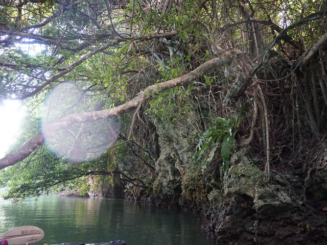 マングローブ_OHCUS石垣島