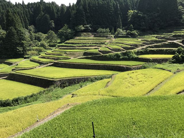 緑の棚田_つづら棚田
