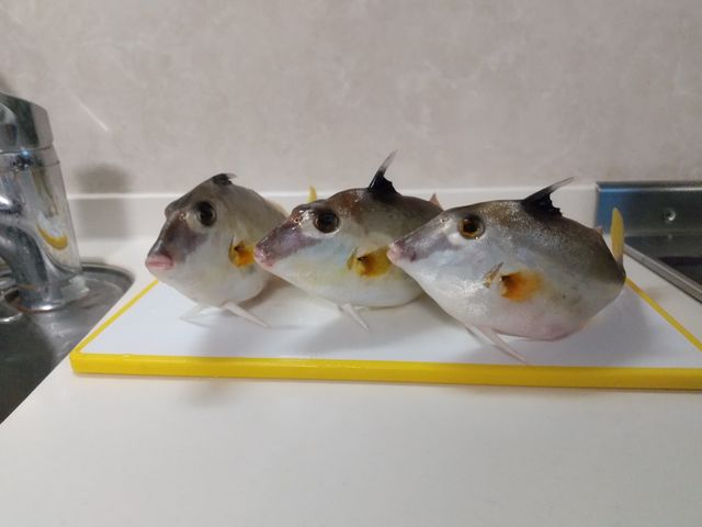 ڂ̓|PB
̓ˋNŁA܂BԂȓ炵M}B̂łB
_ޑDX