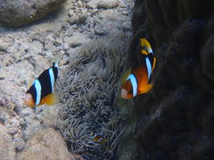 肳Nature Guide Double Rainbow lC`[KCh@_uC{[ւ̓eʐ^1